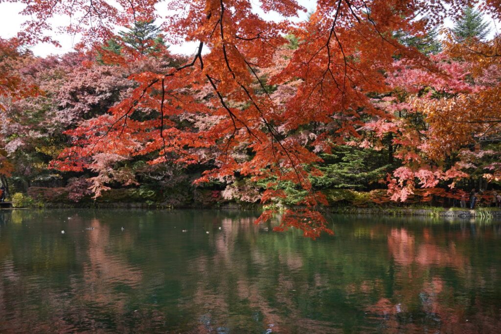 軽井沢 雲場池 紅葉