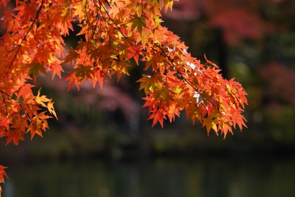 軽井沢 雲場池 紅葉