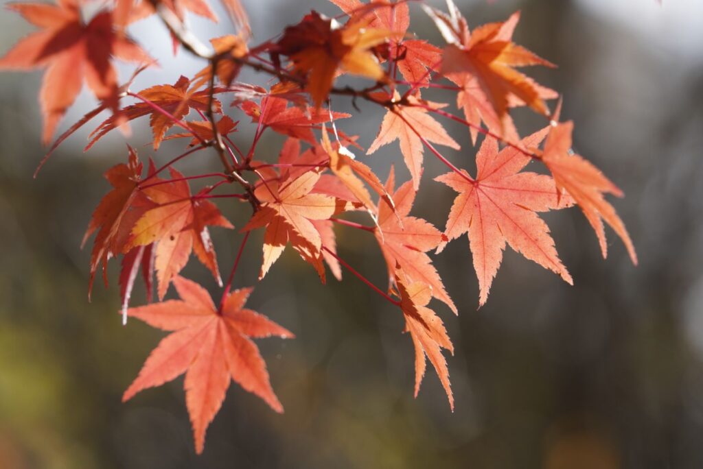 軽井沢 雲場池 紅葉